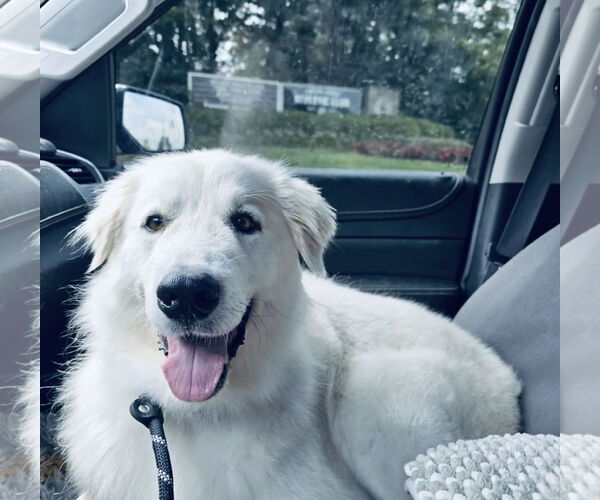 Medium Photo #8 Golden Pyrenees Puppy For Sale in Columbus, IN, USA