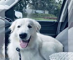 Small #7 Golden Pyrenees
