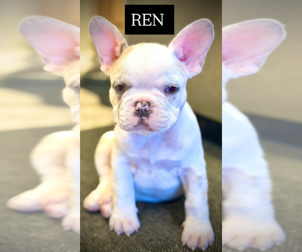 Medium Photo #11 French Bulldog Puppy For Sale in LAS VEGAS, NV, USA