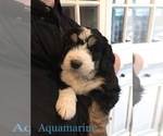Small Photo #2 Bernedoodle Puppy For Sale in ALBANY, OR, USA