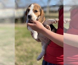 Beagle Puppy for sale in HITCHCOCK, TX, USA