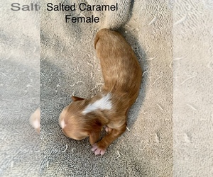 Cavalier King Charles Spaniel Puppy for sale in TULSA, OK, USA