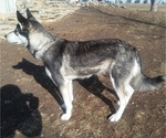 Small Photo #12 German Shepherd Dog-Siberian Husky Mix Puppy For Sale in SAINT MARYS, KS, USA