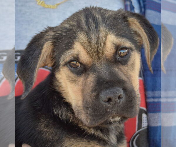 Medium Photo #6 Miniature Bulldog Puppy For Sale in Huntley, IL, USA