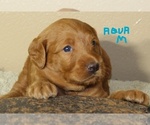 Puppy 7 Labradoodle