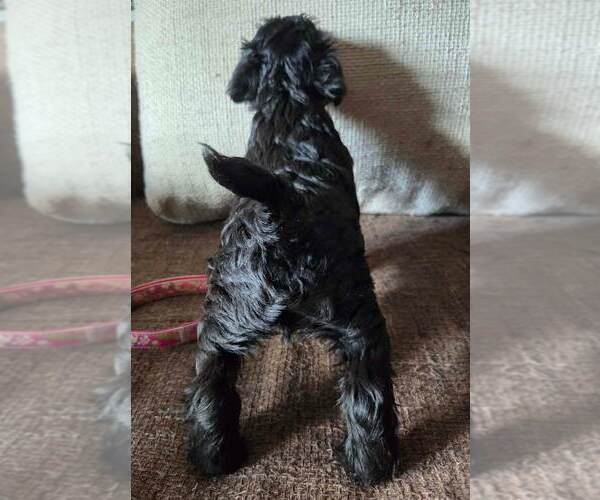 Medium Photo #4 Schnauzer (Miniature) Puppy For Sale in Hatvan, Heves, Hungary