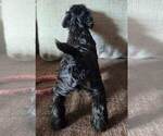 Small #3 Schnauzer (Miniature)