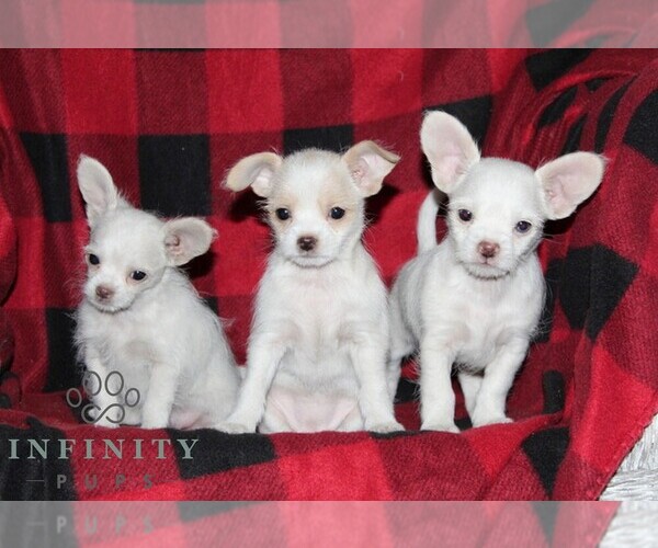 Medium Photo #2 Shih-Poo-Unknown Mix Puppy For Sale in OXFORD, PA, USA