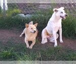 Small Photo #9 - Mix Puppy For Sale in Orange Grove, TX, USA