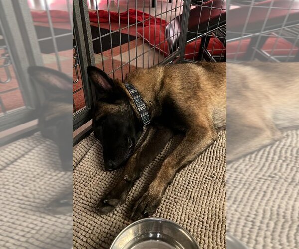 Medium Photo #1 Mutt Puppy For Sale in Imlay City, MI, USA