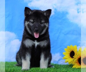 Norwegian Elkhound-Siberian Husky Mix Puppy for sale in FREDERICKSBG, OH, USA