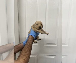 Golden Retriever Puppy for Sale in CORONA, California USA