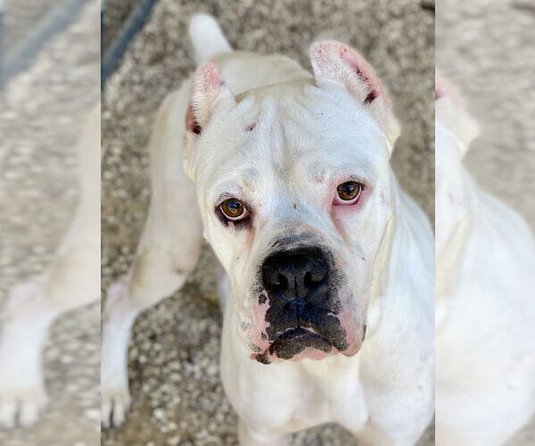 Medium Photo #4 Boxer Puppy For Sale in Austin, TX, USA