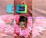 Small #2 Yorkshire Terrier