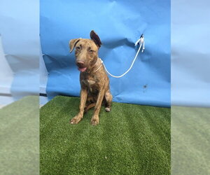 Mutt Dogs for adoption in Downey, CA, USA