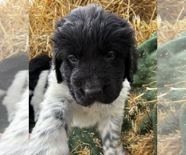 Medium Photo #4 Newfoundland Puppy For Sale in SAXTONS RIVER, VT, USA