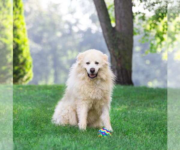 Medium Photo #2 Great Pyrenees Puppy For Sale in Unionville, PA, USA