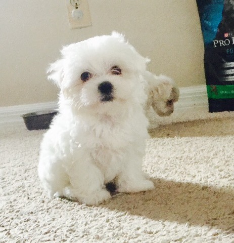 Medium Photo #1 Maltese Puppy For Sale in ORLANDO, FL, USA