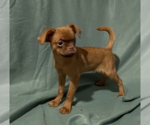 Brussels Griffon Puppy for sale in CHICAGO, IL, USA