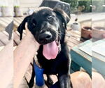 Small #1 Labrador Retriever Mix