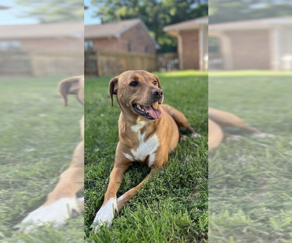 Medium Photo #4 Labrador Retriever-Unknown Mix Puppy For Sale in Evansville, IN, USA