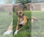 Small #3 Labrador Retriever Mix