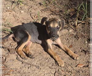 Elfie - Female German Shepherd Dog-Unknown Mix Dog for Adoption - Photo #2