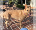 Small #3 German Shepherd Dog