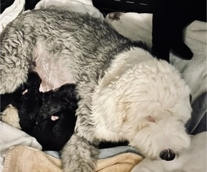 Mother of the Sheepadoodle puppies born on 11/23/2023