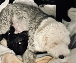 Small Photo #1 Sheepadoodle Puppy For Sale in MERIDIAN, MS, USA