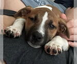 Small #4 American Pit Bull Terrier Mix