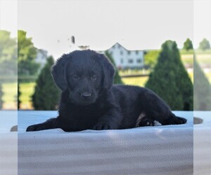 Labradoodle-Poodle (Miniature) Mix Puppy for sale in GAP, PA, USA