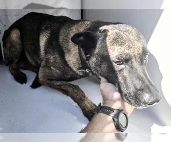 Medium Photo #2 German Shepherd Dog-Unknown Mix Puppy For Sale in Houston, TX, USA