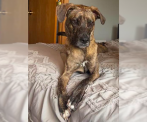 Mountain Cur-Unknown Mix Dogs for adoption in Brooklyn Center, MN, USA