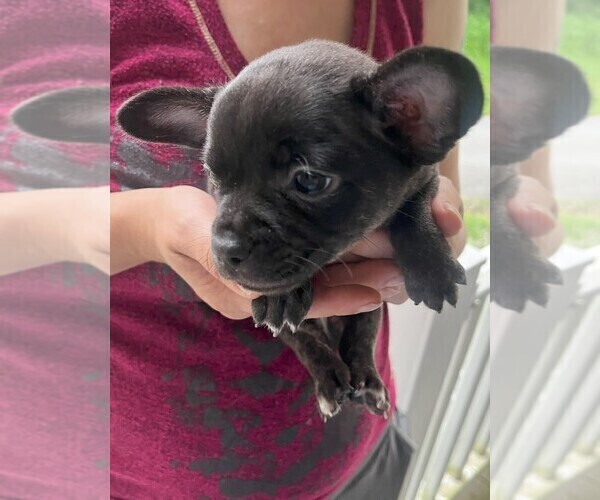 Medium Photo #43 French Bullhuahua Puppy For Sale in SPRAGGS, PA, USA