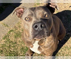 Mutt Dogs for adoption in Tulsa, OK, USA