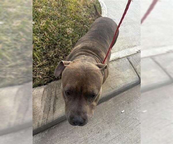 Medium Photo #1 Mutt Puppy For Sale in Houston, TX, USA