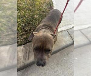 Mutt Dogs for adoption in Houston, TX, USA