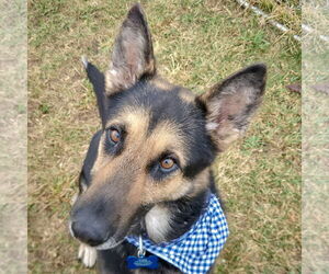 German Shepherd Dog Dogs for adoption in Huntley, IL, USA