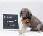 Small Photo #2 Pyredoodle Puppy For Sale in NIXA, MO, USA