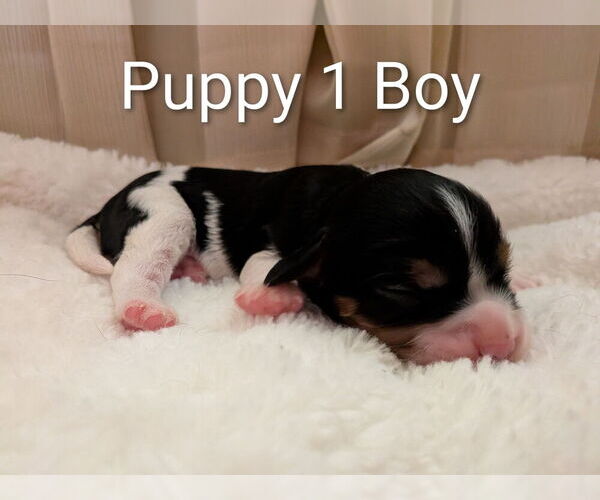 Medium Photo #2 Cavapoo (Miniature) Puppy For Sale in SAINT FRANCIS, MN, USA