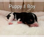 Small #1 Cavapoo (Miniature)