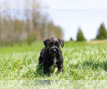 Small Photo #9 Schnauzer (Miniature) Puppy For Sale in WARSAW, IN, USA