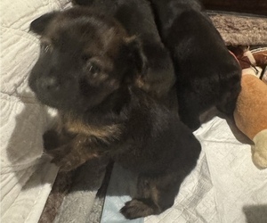 Chihuahua-Chiweenie Mix Puppy for Sale in MURFREESBORO, Tennessee USA
