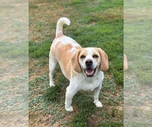 Beagle Dogs for adoption in Godfrey, IL, USA