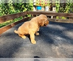 Small #5 Golden Retriever