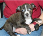 Small #3 Mutt