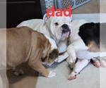 Small #1 English Bulldog