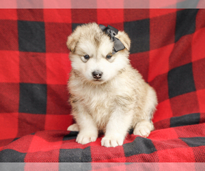 Alaskan Malamute Puppy for sale in LIBERTY, KY, USA