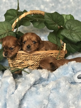 Medium Photo #16 Yorkshire Terrier Puppy For Sale in KYLE, TX, USA